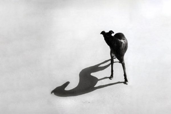 A black and white photo of a lurcher dog looking behind them
